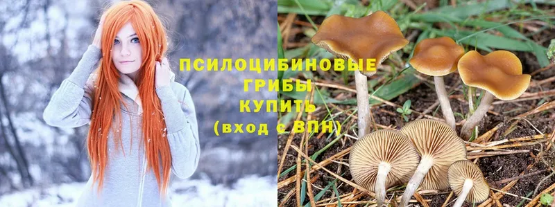 Псилоцибиновые грибы Cubensis  Озёрск 